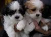 Puppies for sale Greece, Patra Lhasa Apso