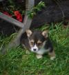 Puppies for sale Cyprus, Limassol Other breed, Pembroke Welsh Corgi