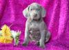 Puppies for sale Cyprus, Protaras Weimaraner