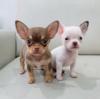 Puppies for sale Ireland, Cork Chihuahua