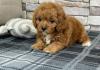 Puppies for sale Greece, Athens , cavapoo