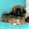 Puppies for sale Germany, Cologne Pekinese
