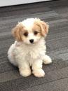 Puppies for sale Malta, Valletta , cavachon
