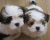 Puppies for sale Denmark, Kopenagen Lhasa Apso