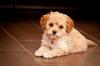 Puppies for sale Cyprus, Ayia Napa , maltipoo
