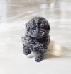 Puppies for sale Malta, Valletta Toy-poodle