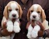 Puppies for sale Malta, Valletta Beagle
