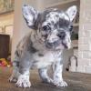 Puppies for sale Poland, Warsaw French Bulldog