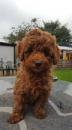Puppies for sale France, Paris Toy-poodle