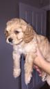 Puppies for sale Canada, Manitoba Other breed