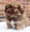 Puppies for sale Czech Republic, Prague Pekinese