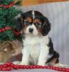 Puppies for sale Hungary, Budapest King Charles Spaniel