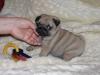 Puppies for sale Cyprus, Nicosia Pug
