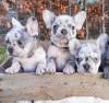 Puppies for sale France, Paris French Bulldog