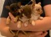 Puppies for sale USA, Texas Chihuahua
