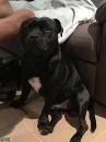 Puppies for sale Slovenia, Kralevitse Staffordshire Bull Terrier