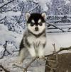 Puppies for sale Cyprus, Nicosia Other breed, Pomsky