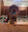 Puppies for sale Sweden, Stockholm Hungarian pointer, vizsla