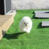 Puppies for sale Cyprus, Limassol Pomeranian Spitz