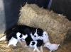 Puppies for sale Netherlands, Amsterdam Border Collie