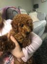 Puppies for sale Lithuania, Vilnius Toy-poodle