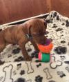 Puppies for sale Denmark, Kopenagen Hungarian pointer, vizsla