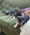 Puppies for sale Netherlands, Amsterdam Other breed, huntaway