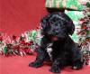 Puppies for sale Greece, Trikala , Havapoo