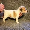 Puppies for sale Malta, Valletta Jack Russell Terrier