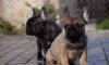 Dogs free Netherlands, Rotterdam French Bulldog