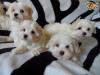 Puppies for sale Italy, Caserta , Bolognese