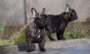 Dogs free Netherlands, Petten French Bulldog