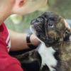 Dogs free Belgium, Bruges French Bulldog