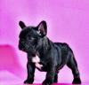 Dogs free Belgium, Liege French Bulldog