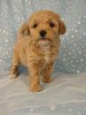 Puppies for sale France, Moulin Toy-poodle