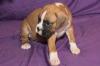Puppies for sale Belgium, Charleroi Boxer