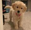 Puppies for sale Germany, Dortmund Golden Retriever
