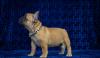 Dogs  free Germany, Braunschweig French Bulldog