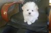 Puppies for sale Italy, Florence Maltese