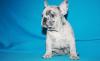 Puppies for sale Sweden, Stockholm French Bulldog