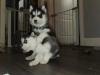 Puppies for sale Germany, Nuremberg Haski