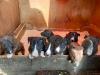 Puppies for sale Malta, Valletta Bull Terrier