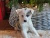 Puppies for sale Netherlands, Rotterdam Collie