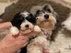Puppies for sale Greece, Larissa Havanese