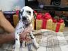 Puppies for sale Belgium, Brussels Dalmatian