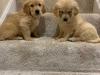 Puppies for sale Sweden, Stockholm Golden Retriever