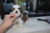 Puppies for sale Romania, Bucharest Shih Tzu