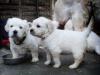 Puppies for sale Cyprus, Paphos Golden Retriever