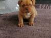 Puppies for sale Sweden, Stockholm , Dogue De Bordeaux