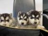Puppies for sale Malta, Valletta Haski